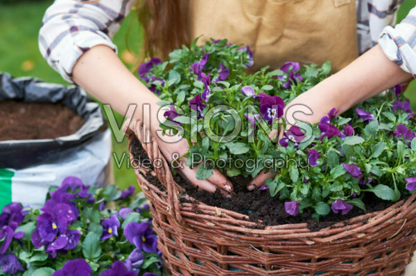 Planting pansies Planting pansies