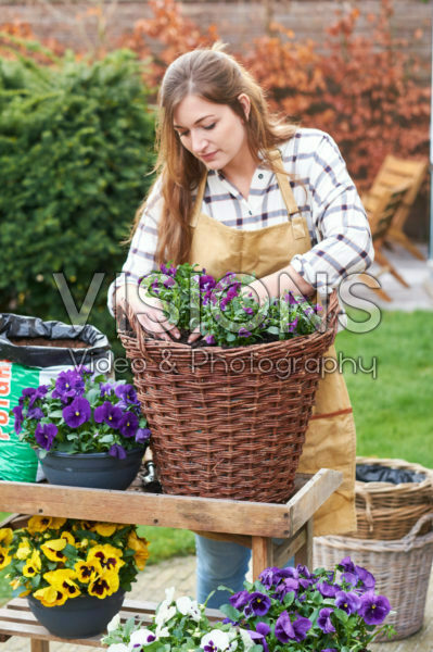 Planting pansies Planting pansies