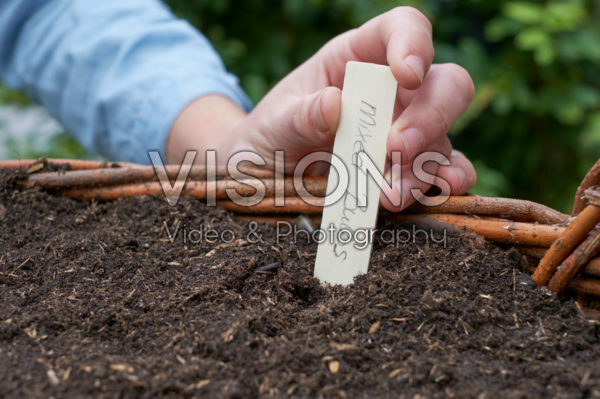 Planted bulbs Planted bulbs
