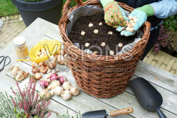 Planting muscari bulbs Planting muscari bulbs