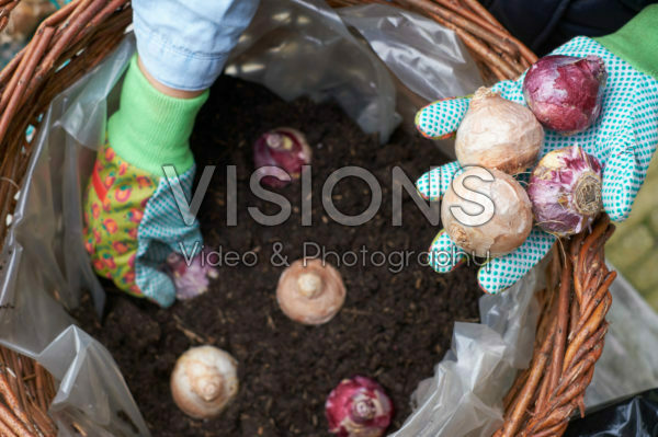 Planting hyacinth bulbs Planting hyacinth bulbs