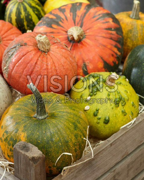 Pumpkin autumn scene Pumpkin autumn scene