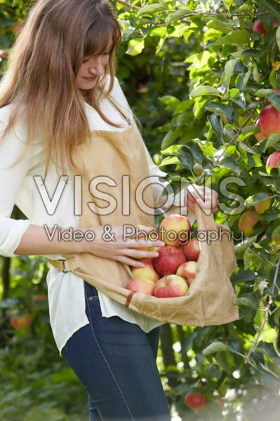 Young lady picking apples Young lady picking apples