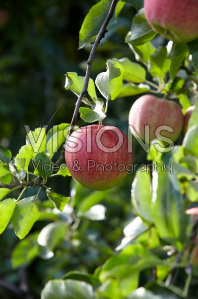 Malus domestica Elstar Malus domestica Elstar