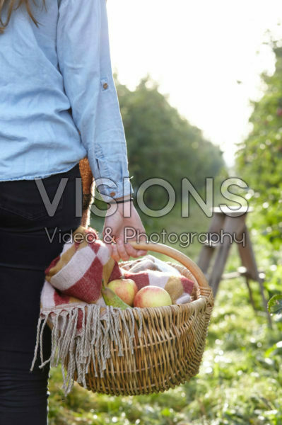 Picking fruit in orchard Picking fruit in orchard