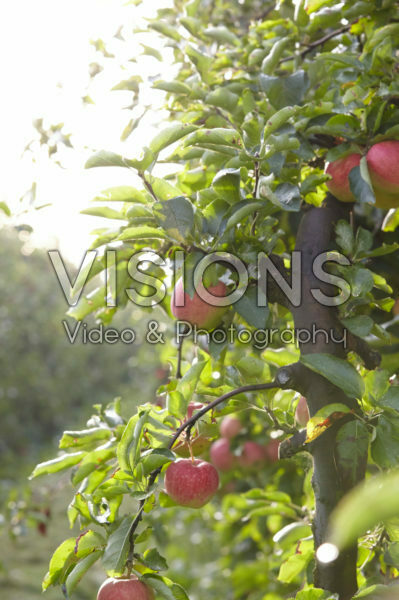 Malus domestica Elstar Malus domestica Elstar