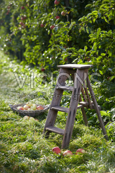 Picking fruit in orchard Picking fruit in orchard