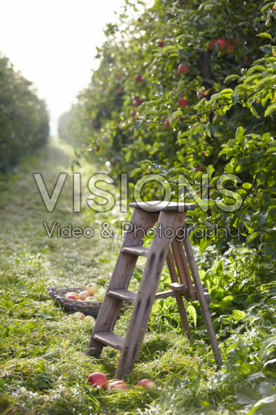 Picking fruit in orchard Picking fruit in orchard