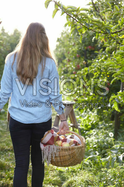 Picking fruit in orchard Picking fruit in orchard