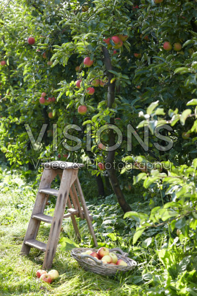 Picking fruit in orchard Picking fruit in orchard