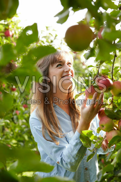 Young lady picking apples Young lady picking apples