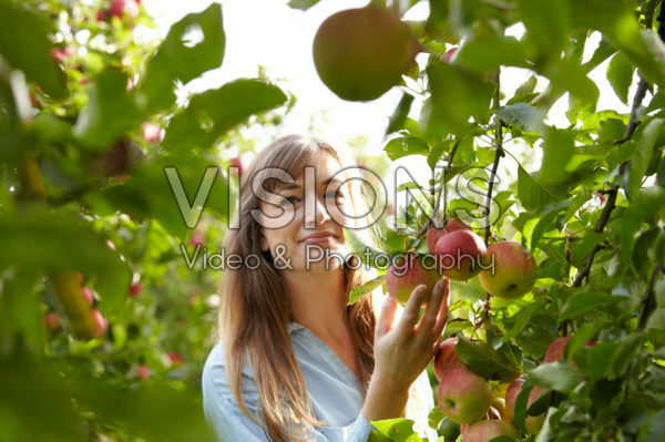 Young lady picking apples Young lady picking apples