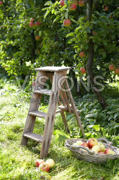 Picking fruit in orchard Picking fruit in orchard
