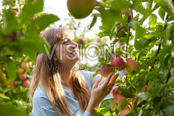 Young lady picking apples Young lady picking apples