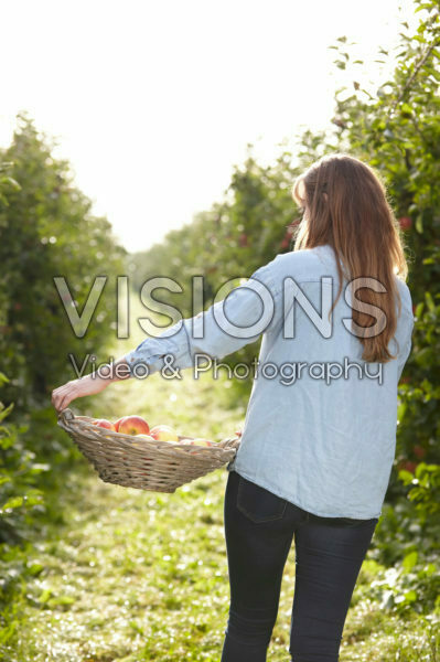 Young lady in apple orchard Young lady in apple orchard