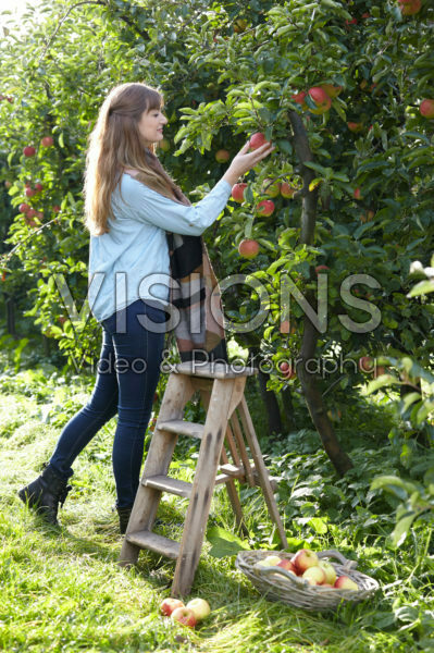 Young lady picking apples Young lady picking apples
