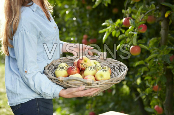 Picking fruit in orchard Picking fruit in orchard