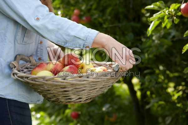 Picking fruit in orchard Picking fruit in orchard