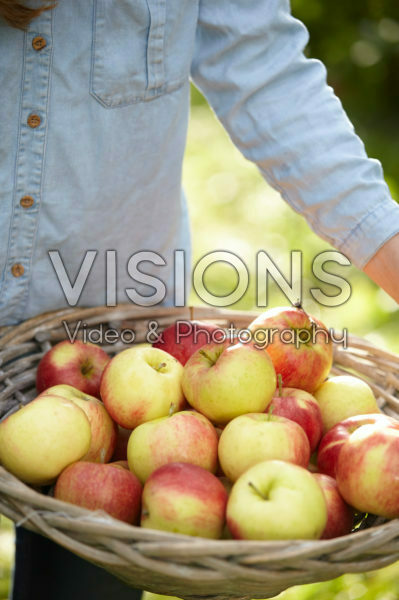 Apple harvest Apple harvest
