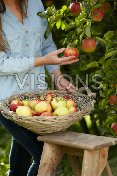 Picking fruit in orchard Picking fruit in orchard