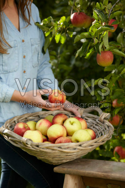 Picking fruit in orchard Picking fruit in orchard