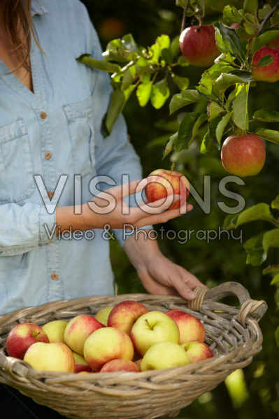 Picking fruit in orchard Picking fruit in orchard