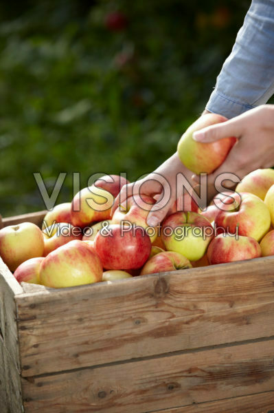 Apple harvest Apple harvest