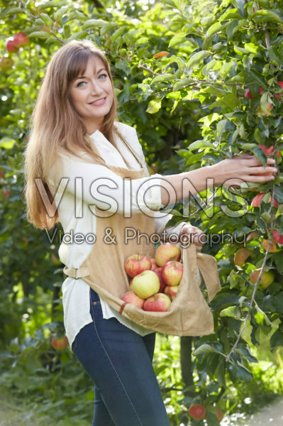 Young lady picking apples Young lady picking apples