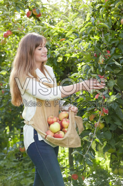 Young lady picking apples Young lady picking apples