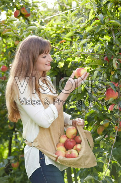 Young lady picking apples Young lady picking apples