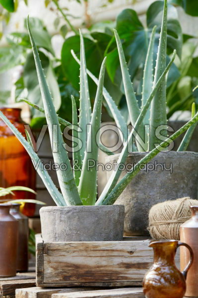 Aloe vera Aloe vera