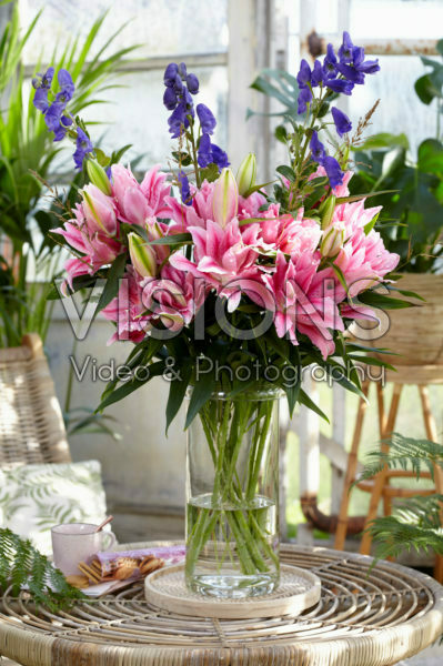 Roselily Viola Roselily Viola