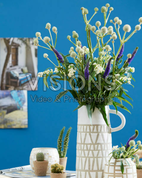 Eryngium yuccifolium Magical Green Globe Eryngium yuccifolium Magical Green Globe