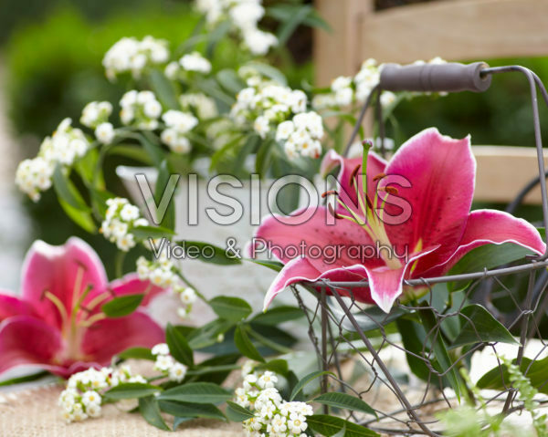 Lilium Sunny Keys Lilium Sunny Keys