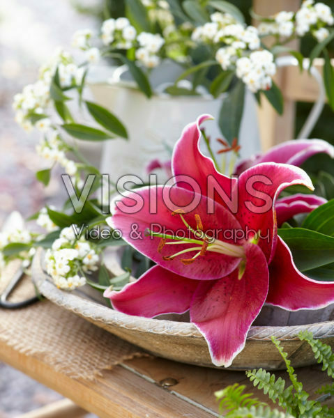 Lilium Sunny Keys Lilium Sunny Keys