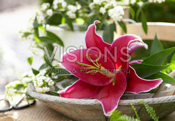 Lilium Sunny Keys Lilium Sunny Keys