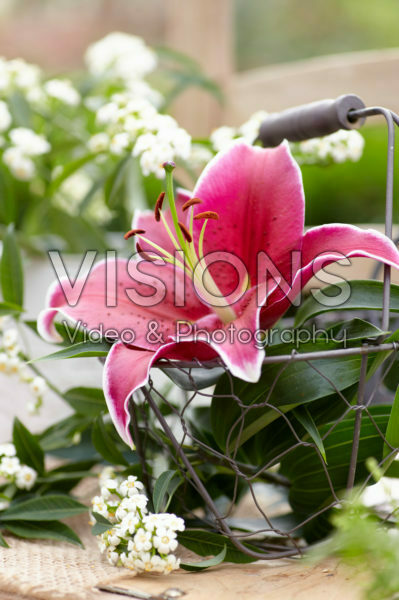 Lilium Sunny Keys Lilium Sunny Keys