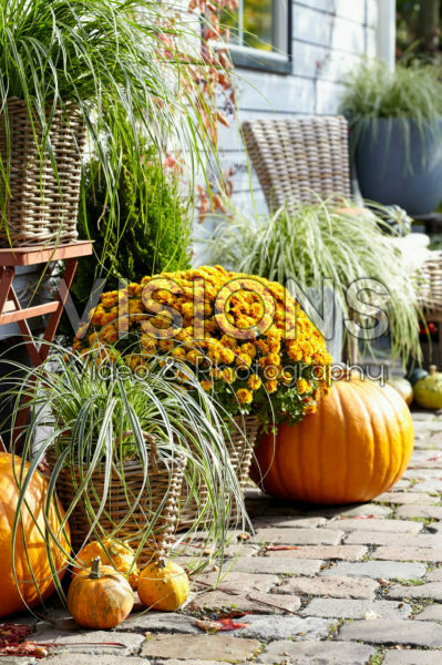 Carex collection Carex collection