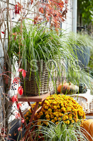 Carex oshimensis Everlime Carex oshimensis Everlime