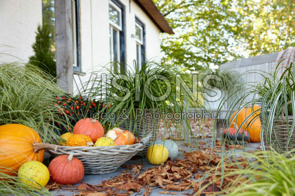 Carex collection Carex collection