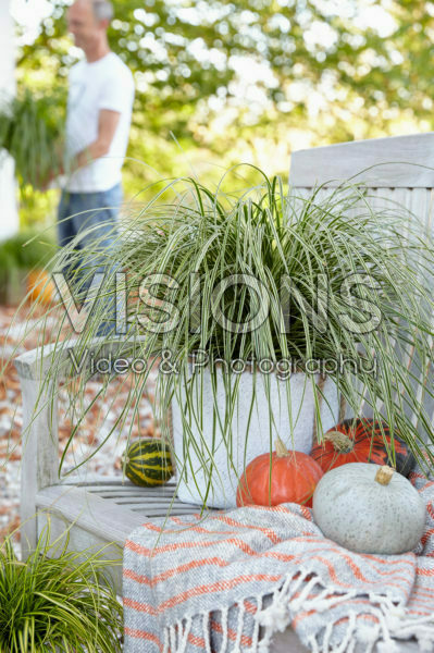 Carex oshimensis Everest Carex oshimensis Everest