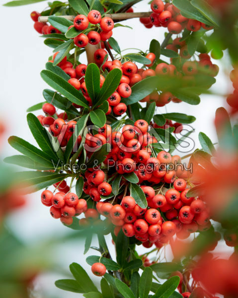 Pyracantha coccinea Red Star Pyracantha coccinea Red Star