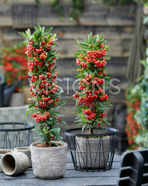 Pyracantha coccinea Red Star Pyracantha coccinea Red Star
