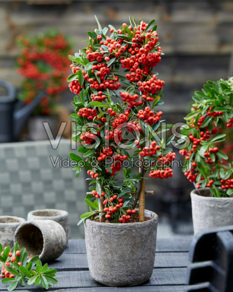 Pyracantha coccinea Red Star Pyracantha coccinea Red Star