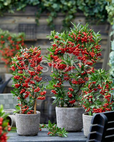 Pyracantha coccinea Red Star Pyracantha coccinea Red Star