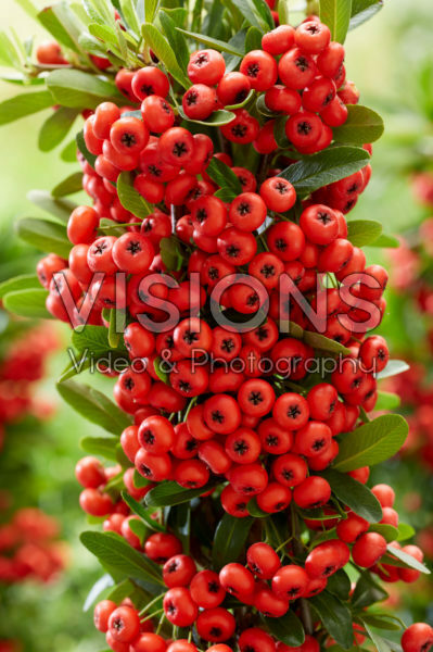 Pyracantha coccinea Red Star Pyracantha coccinea Red Star