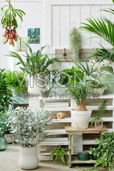Kamerplanten collectie Kamerplanten collectie