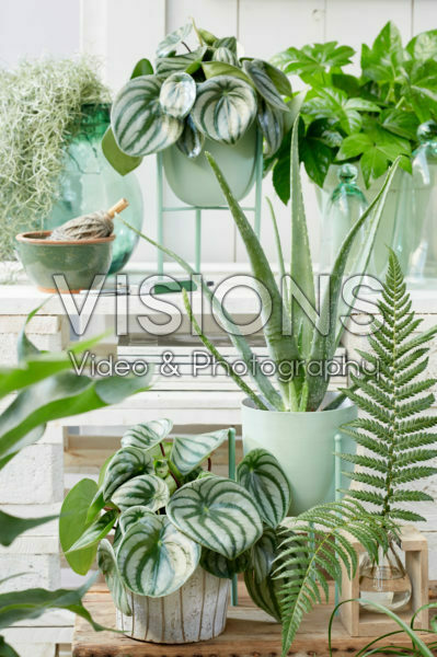 Kamerplanten collectie Kamerplanten collectie