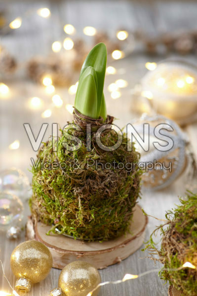 Decorative Hippeastrum bulb Decorative Hippeastrum bulb