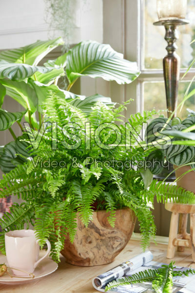 Nephrolepis Nephrolepis